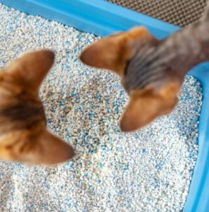 cats-litter-min Types of cat litter