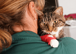 cat-insu-min cat-insu-min