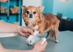 dog-insu-min dog-insu-min